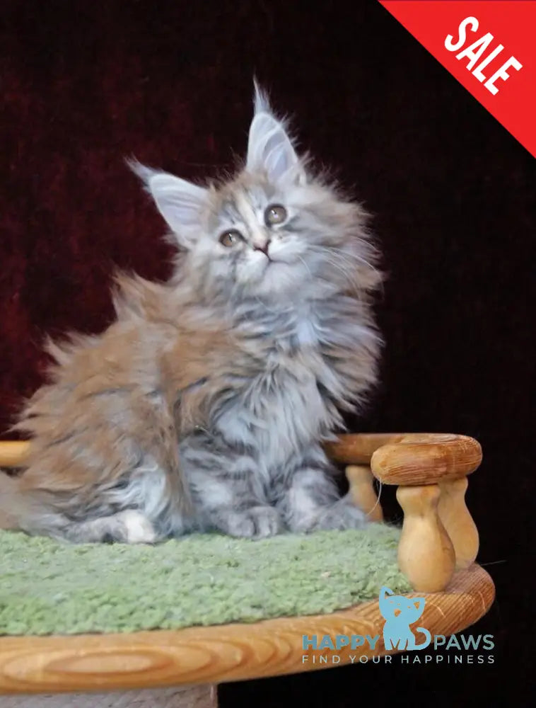 Malvina Maine Coon female blue tortie silver tabby live animals