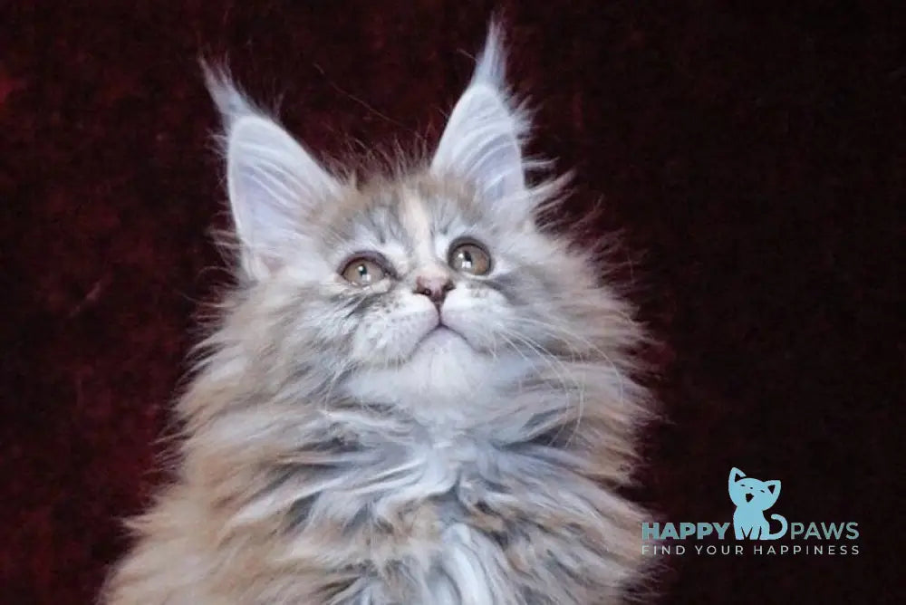 Malvina Maine Coon female blue tortie silver tabby live animals