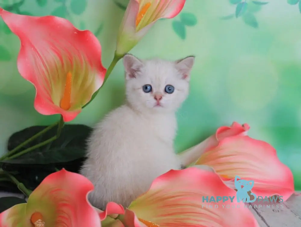 Malvina Scottish Straight female black golden shaded pointed live animals