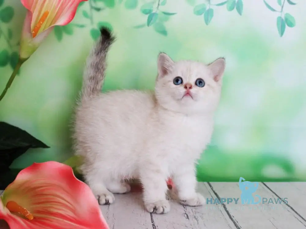 Malvina Scottish Straight female black golden shaded pointed live animals