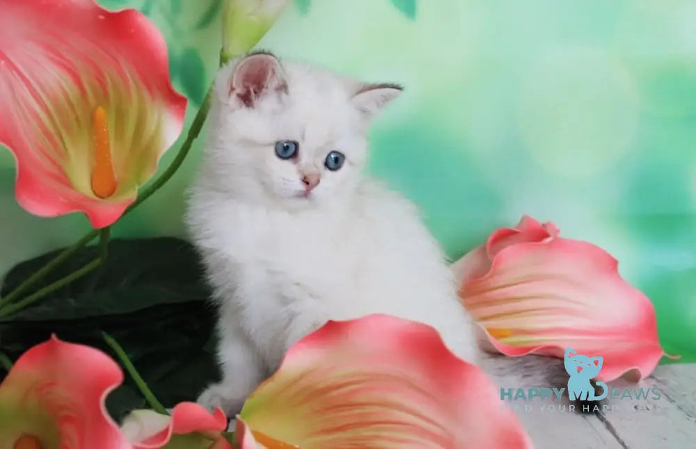Malvina Scottish Straight female black golden shaded pointed live animals