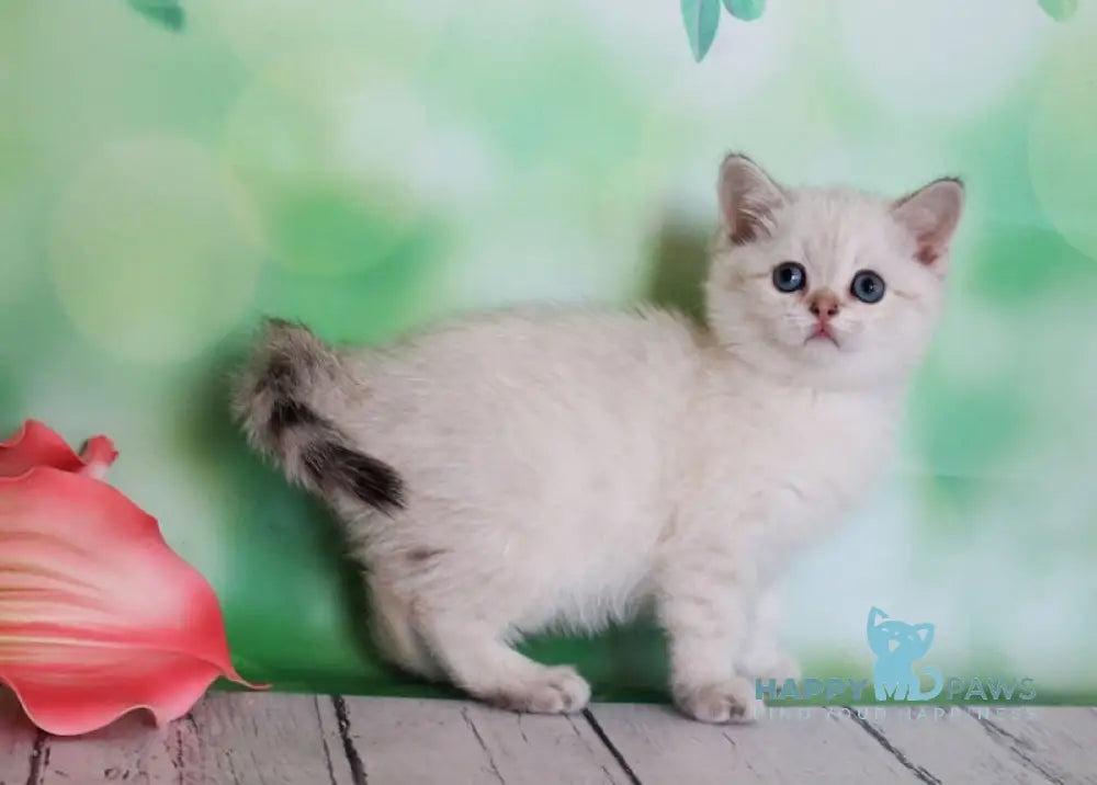 Malvina Scottish Straight female black golden shaded pointed live animals