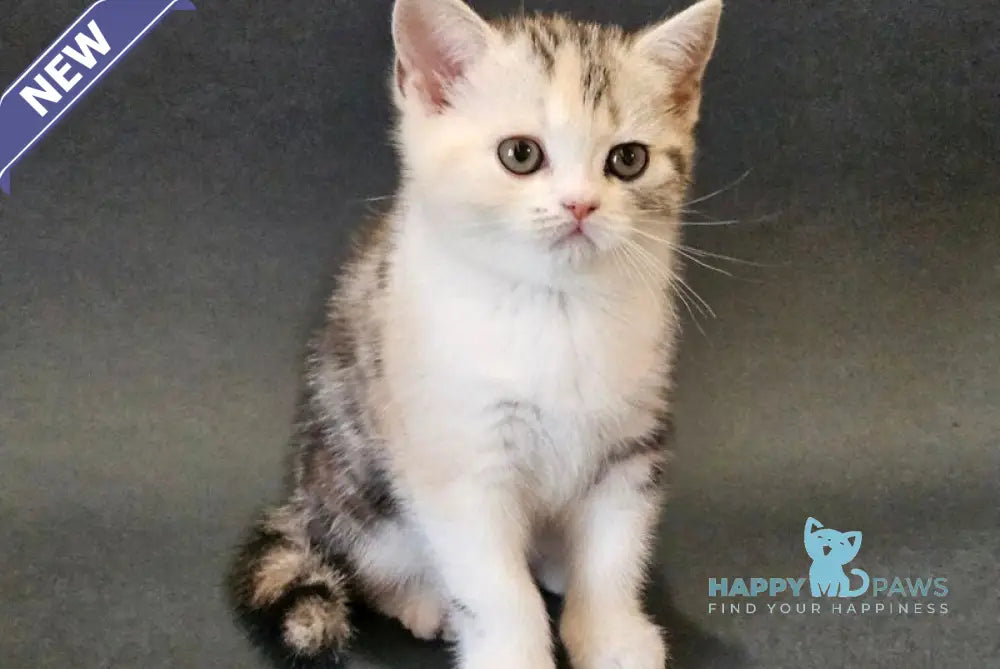 Malvina Scottish Straight female black tortie silver tabby bicolour live animals