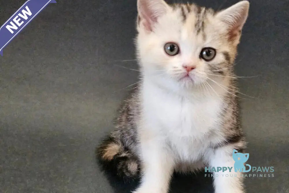 Malvina Scottish Straight female black tortie silver tabby bicolour live animals