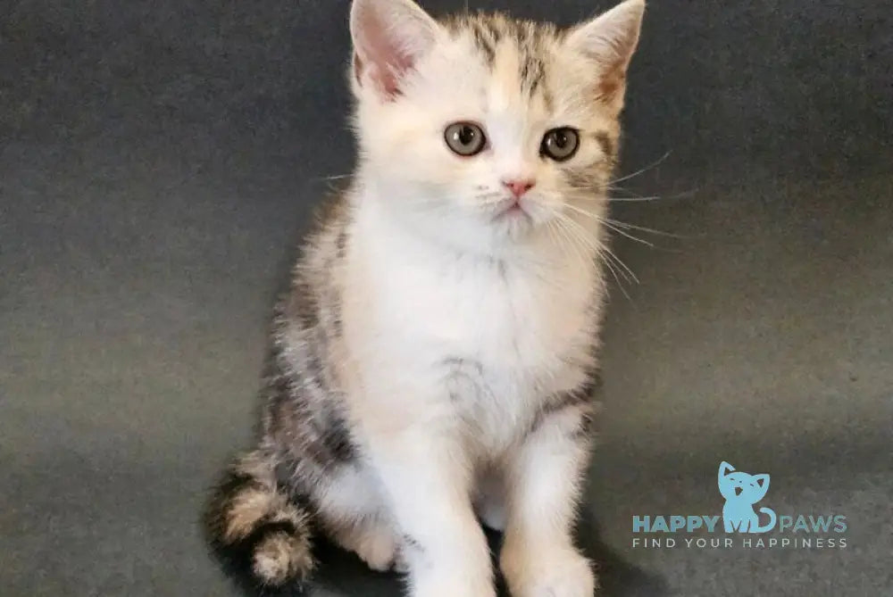Malvina Scottish Straight female black tortie silver tabby bicolour live animals