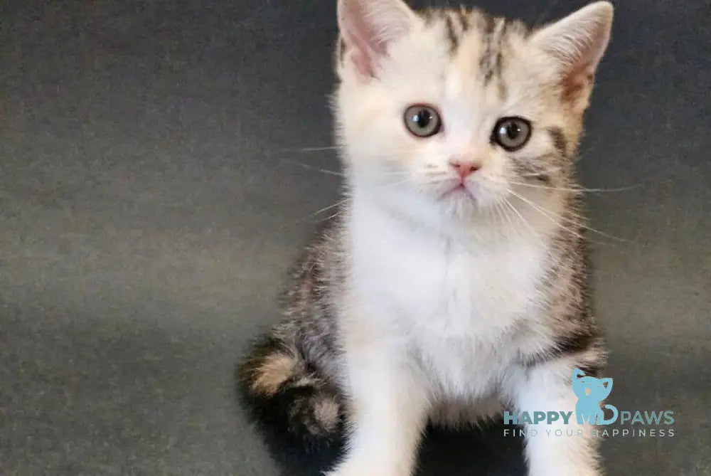 Malvina Scottish Straight female black tortie silver tabby bicolour live animals