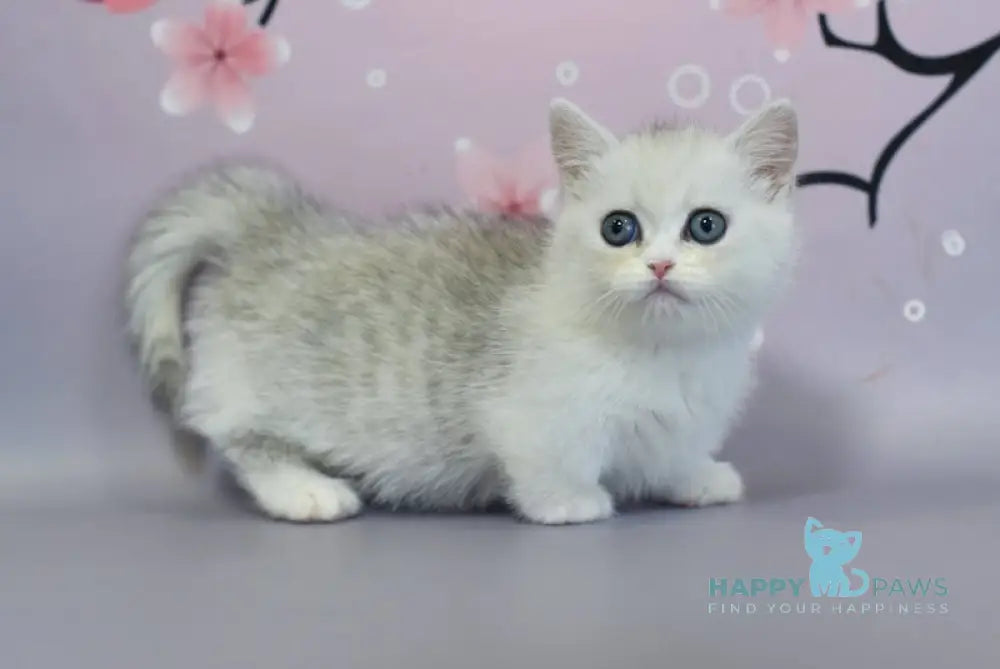 Malwa Munchkin female black silver shaded bicolour live animals