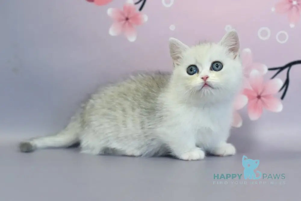 Malwa Munchkin female black silver shaded bicolour live animals