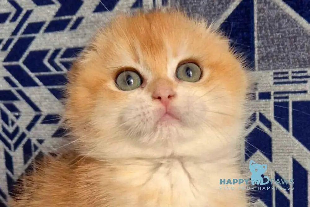 Malwina Scottish Fold female black golden chinchilla live animals