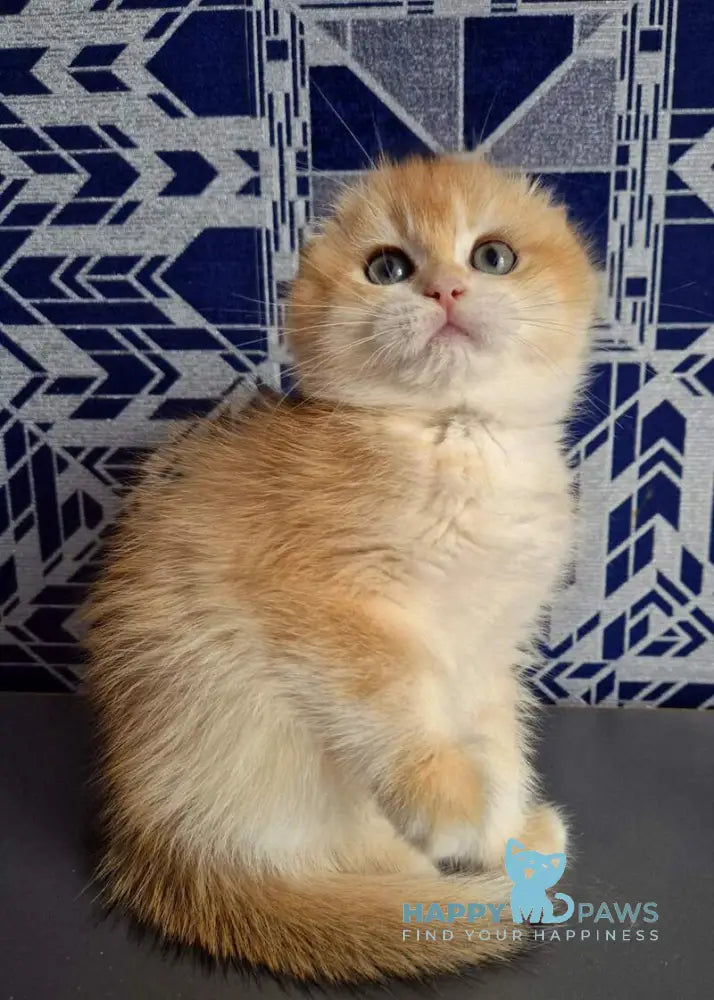 Malwina Scottish Fold female black golden chinchilla live animals