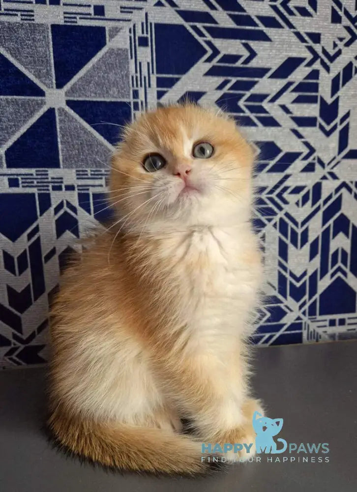 Malwina Scottish Fold female black golden chinchilla live animals