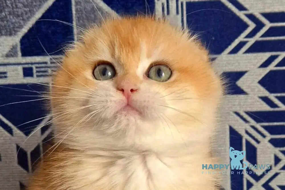 Malwina Scottish Fold female black golden chinchilla live animals