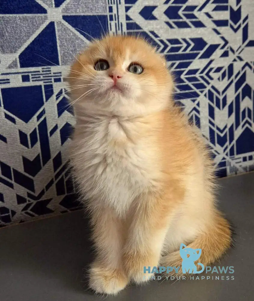 Malwina Scottish Fold female black golden chinchilla live animals