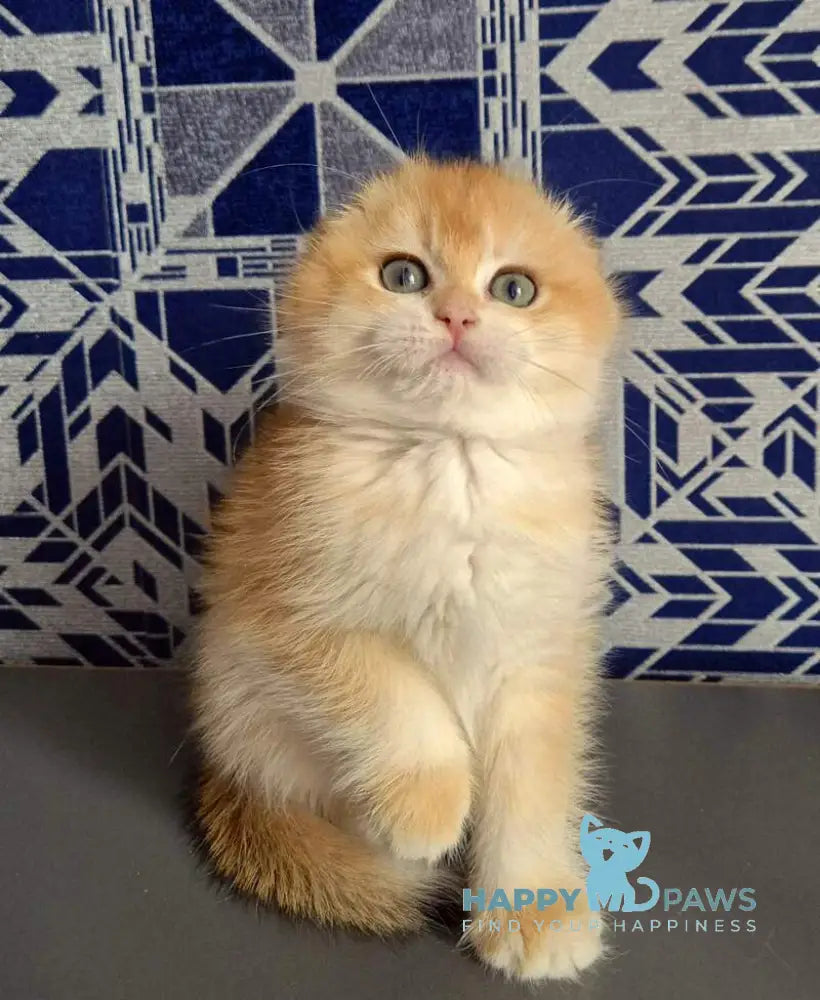 Malwina Scottish Fold female black golden chinchilla live animals