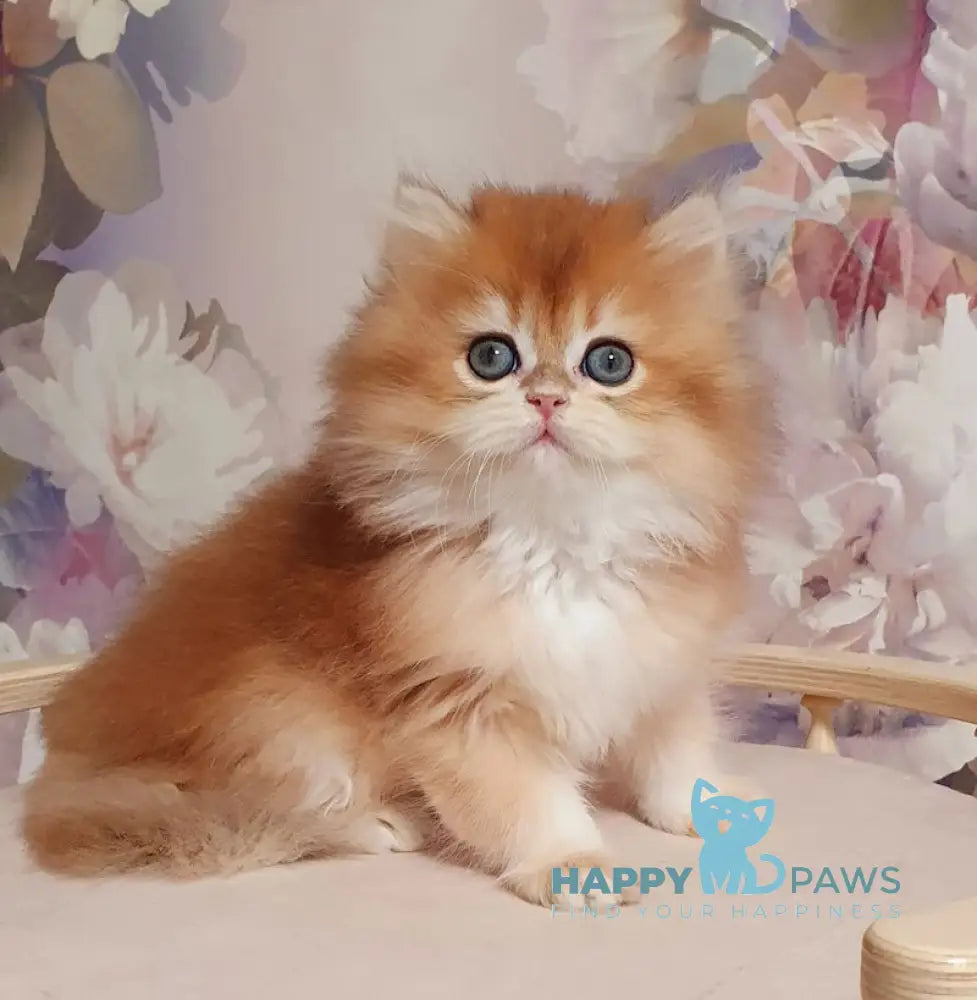 Mandarin British Longhair male black golden chinchilla live animals