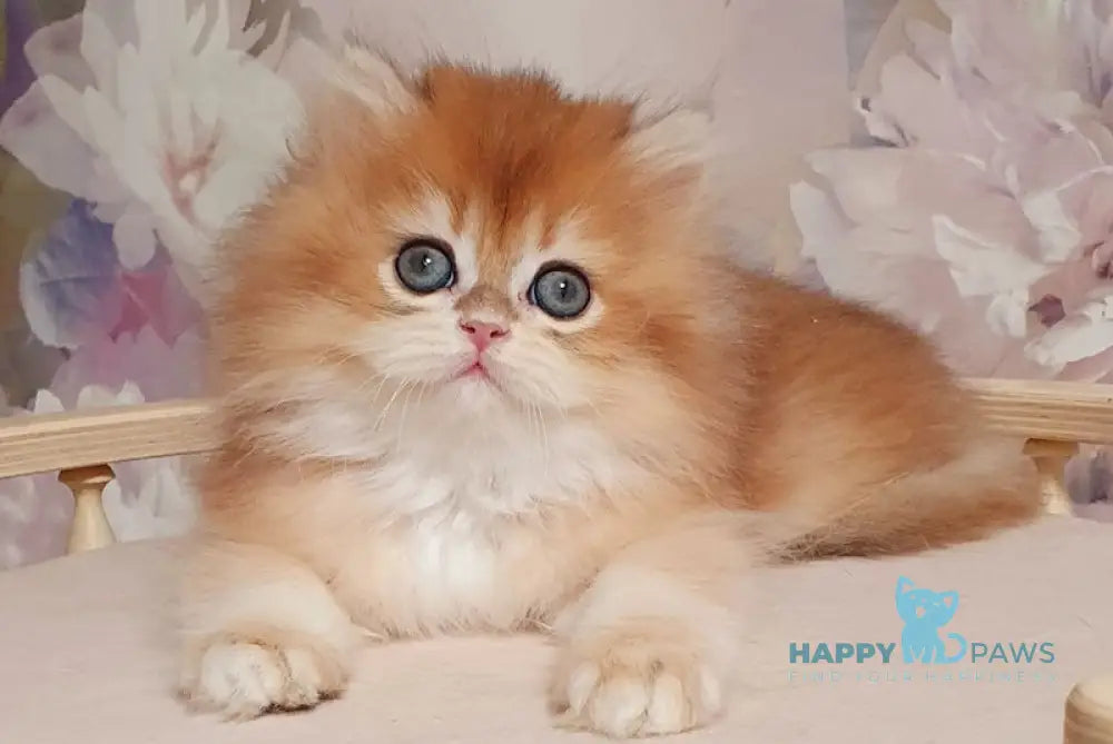 Mandarin British Longhair male black golden chinchilla live animals