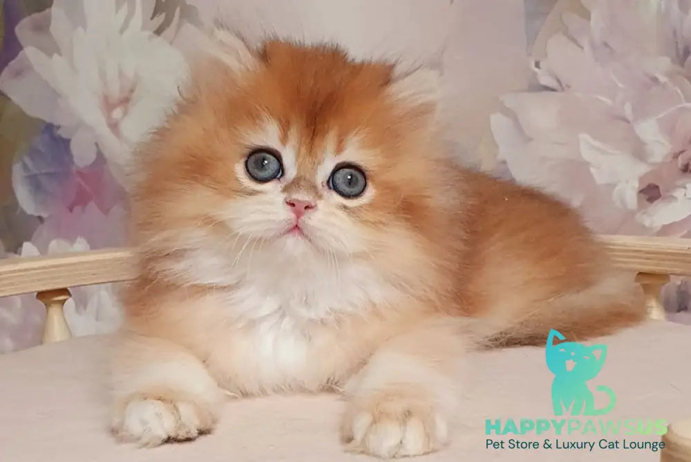 Mandarin British Longhair male black golden chinchilla live animals