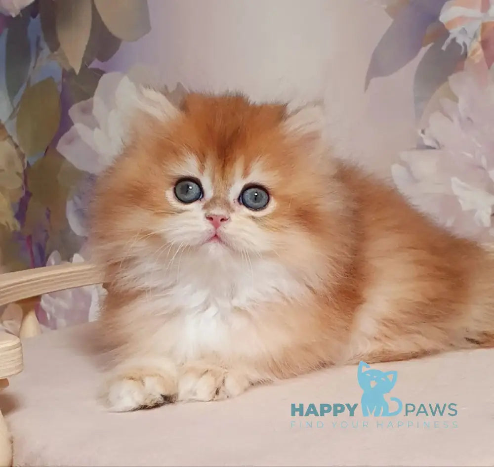 Mandarin British Longhair male black golden chinchilla live animals