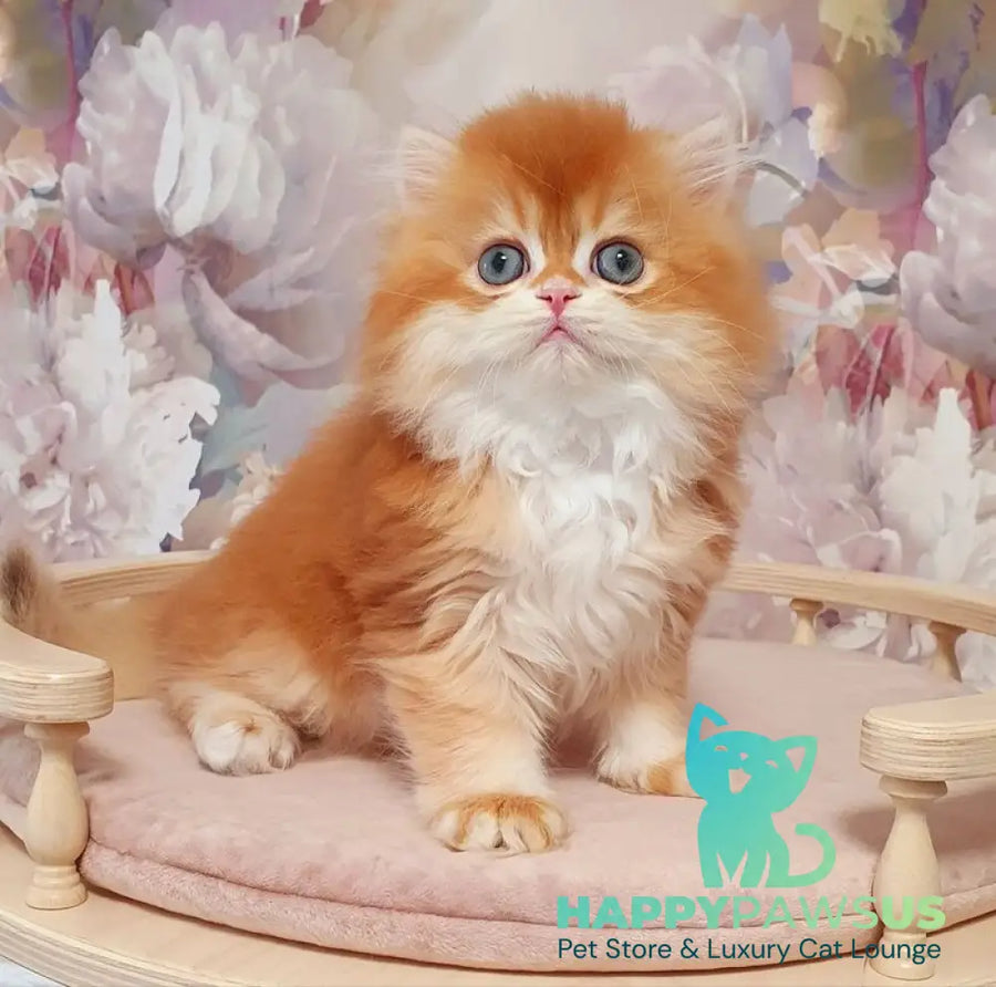 Mandarin British Longhair male chocolate golden chinchilla - live animals