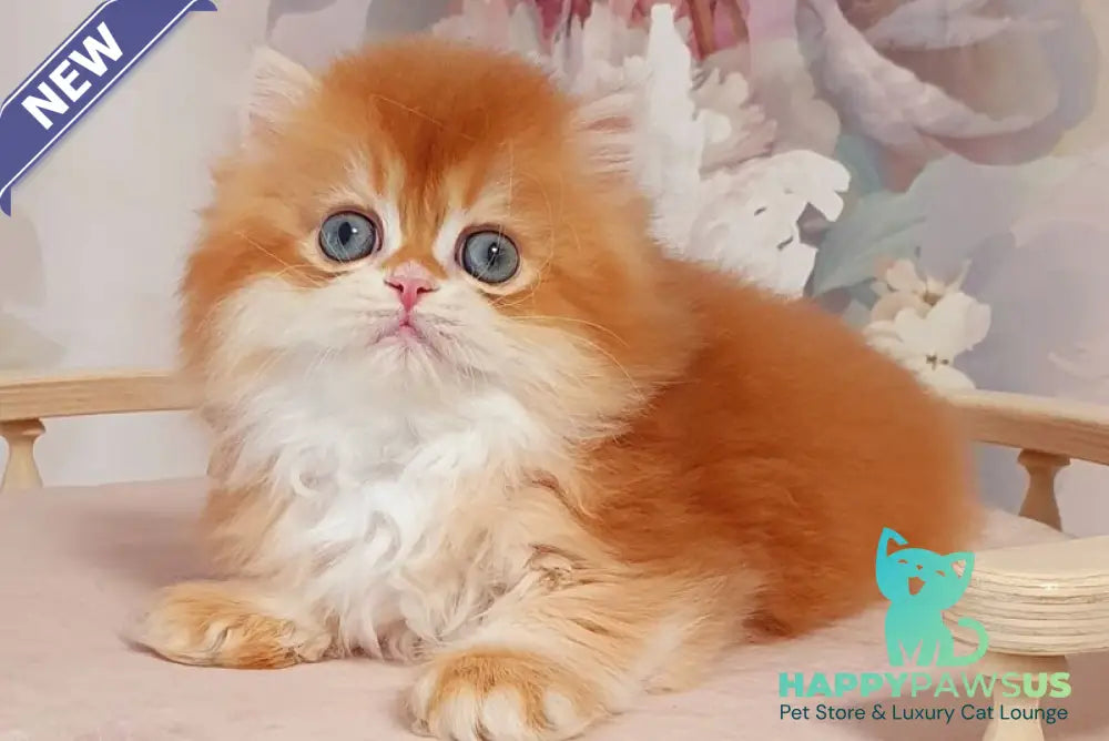 Mandarin British Longhair male chocolate golden chinchilla - live animals