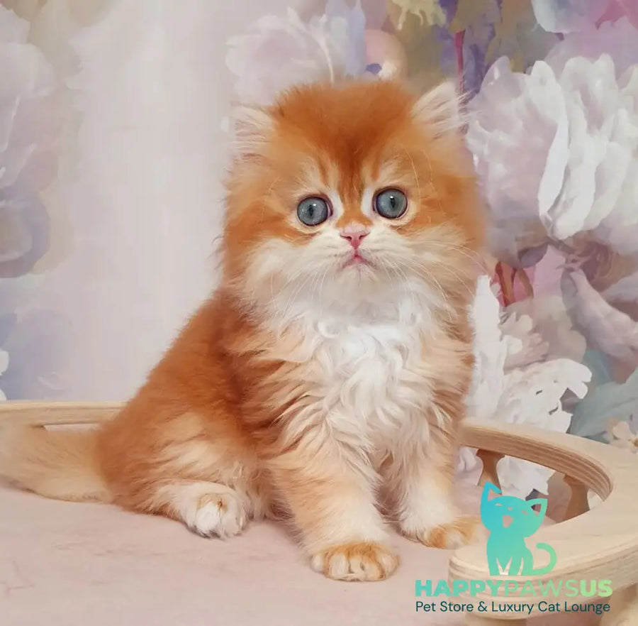 Mandarin British Longhair male chocolate golden chinchilla - live animals