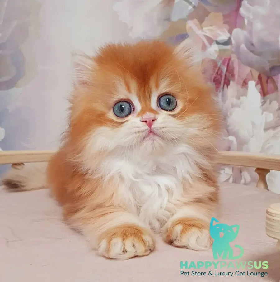 Mandarin British Longhair male chocolate golden chinchilla - live animals
