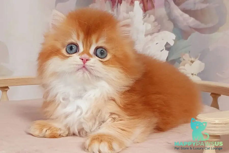 Mandarin British Longhair male chocolate golden chinchilla - live animals
