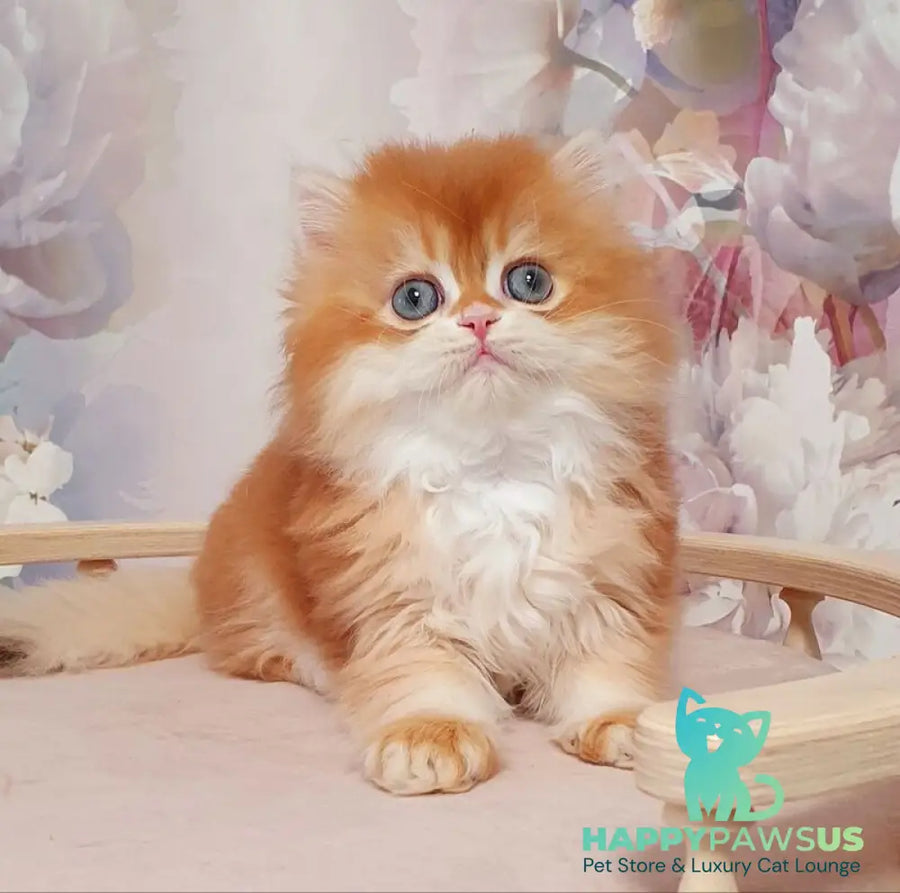 Mandarin British Longhair male chocolate golden chinchilla - live animals