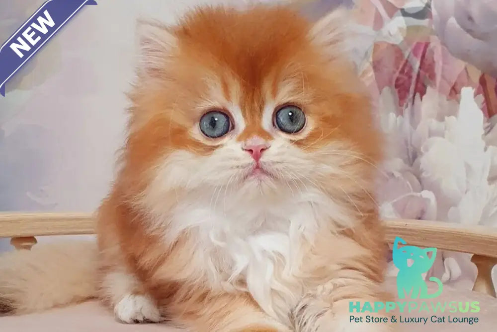 Mandarin British Longhair male chocolate golden chinchilla - live animals