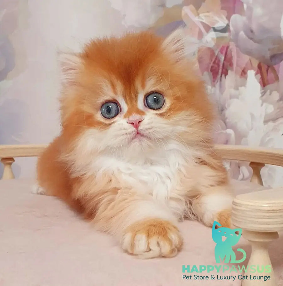 Mandarin British Longhair male chocolate golden chinchilla - live animals