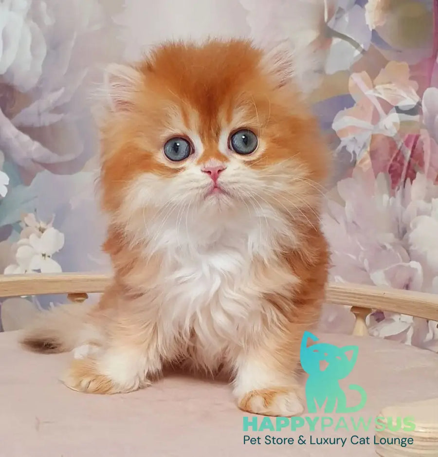 Mandarin British Longhair male chocolate golden chinchilla - live animals