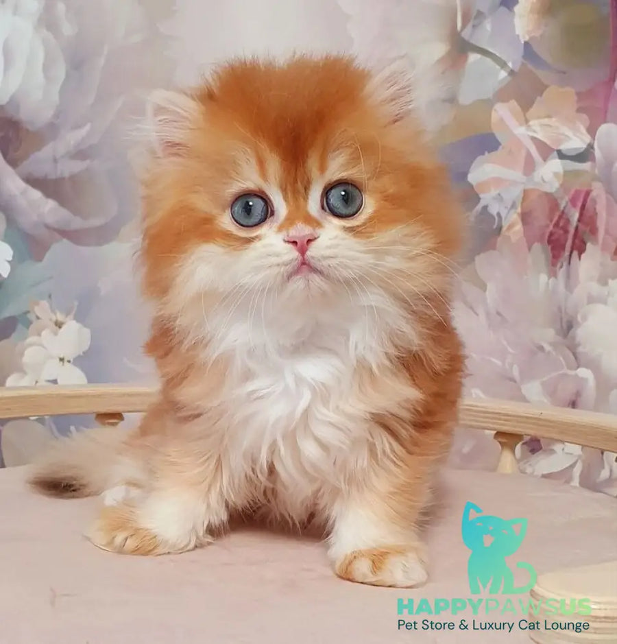 Mandarin British Longhair male chocolate golden chinchilla - live animals