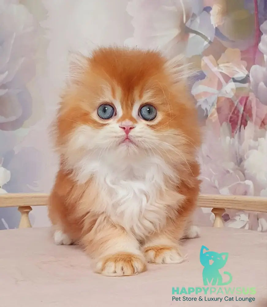 Mandarin British Longhair male chocolate golden chinchilla - live animals