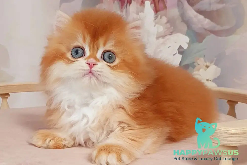 Mandarin British Longhair male chocolate golden chinchilla - live animals