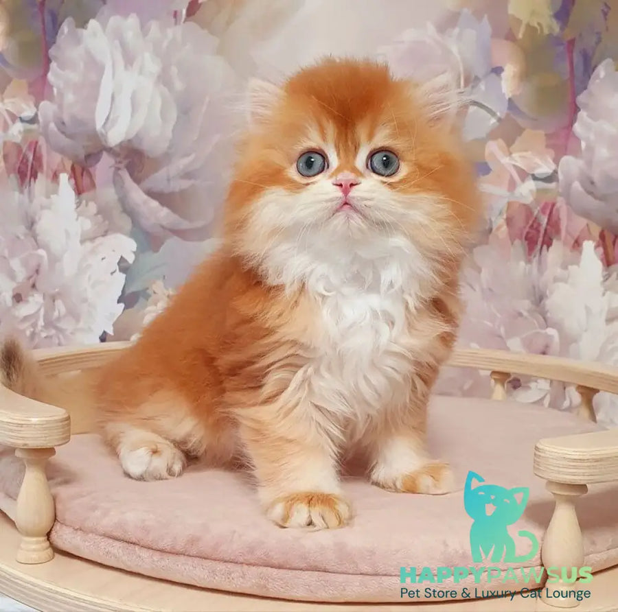 Mandarin British Longhair male chocolate golden chinchilla - live animals