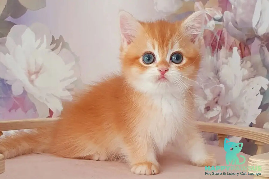 Mango British Shorthair male chocolate golden chinchilla - live animals