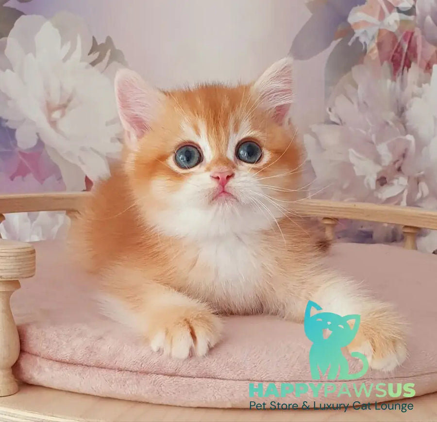 Mango British Shorthair male chocolate golden chinchilla - live animals
