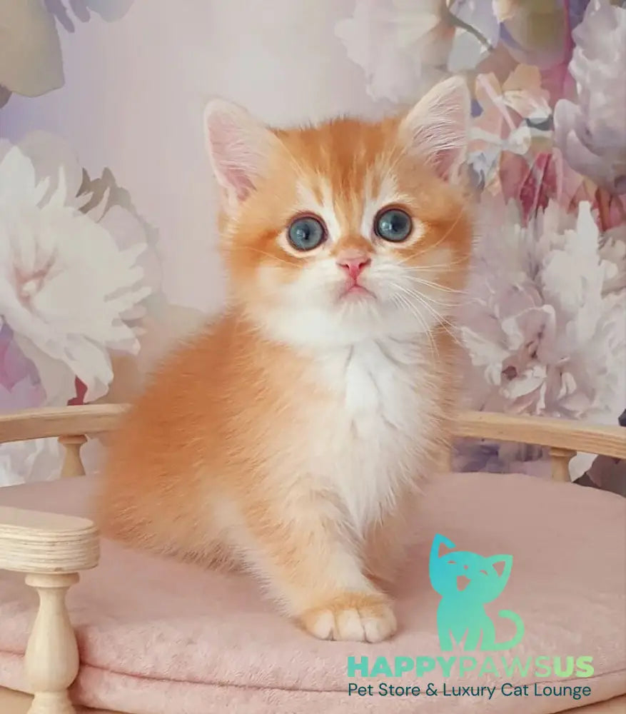 Mango British Shorthair male chocolate golden chinchilla - live animals