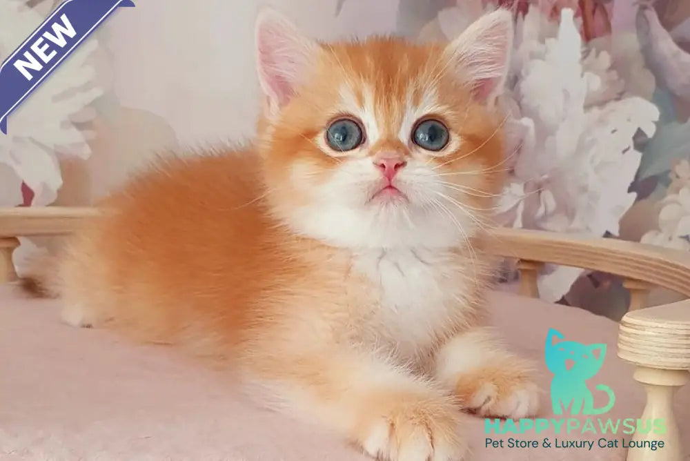 Mango British Shorthair male chocolate golden chinchilla - live animals