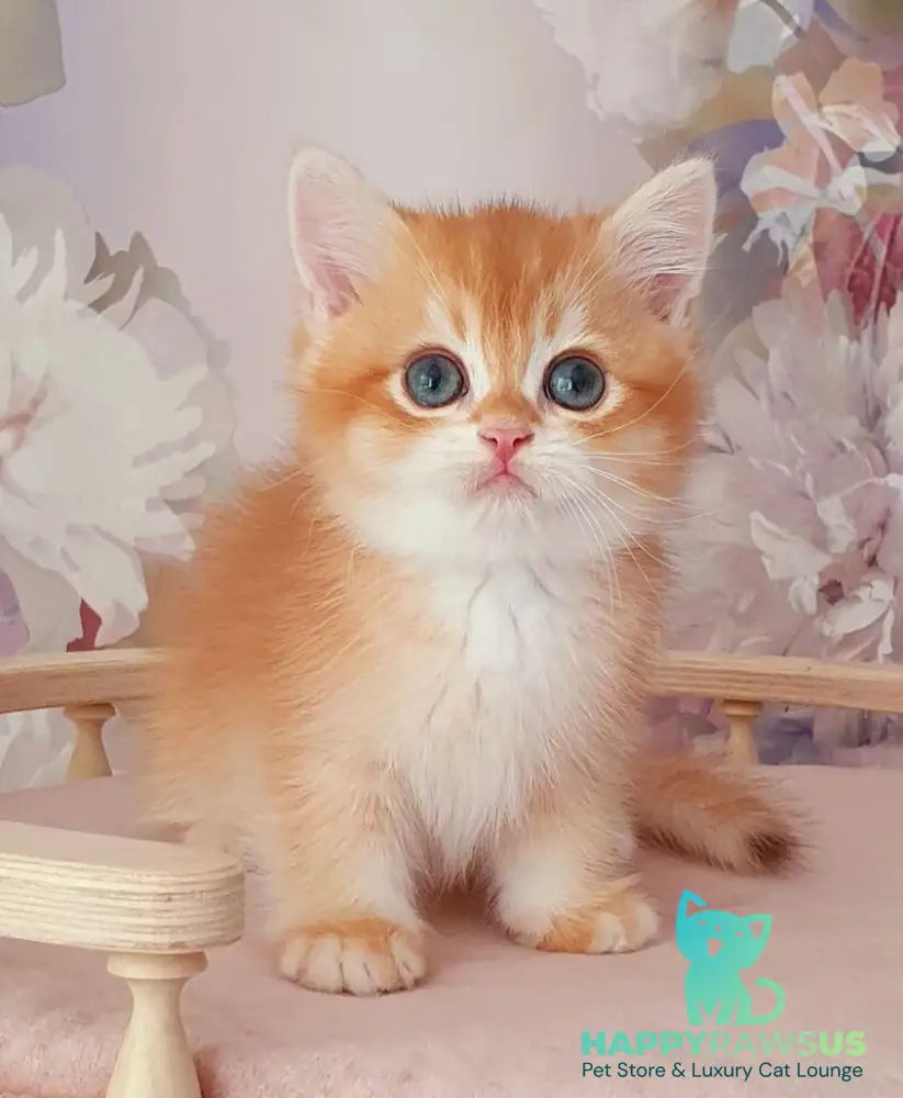 Mango British Shorthair male chocolate golden chinchilla - live animals