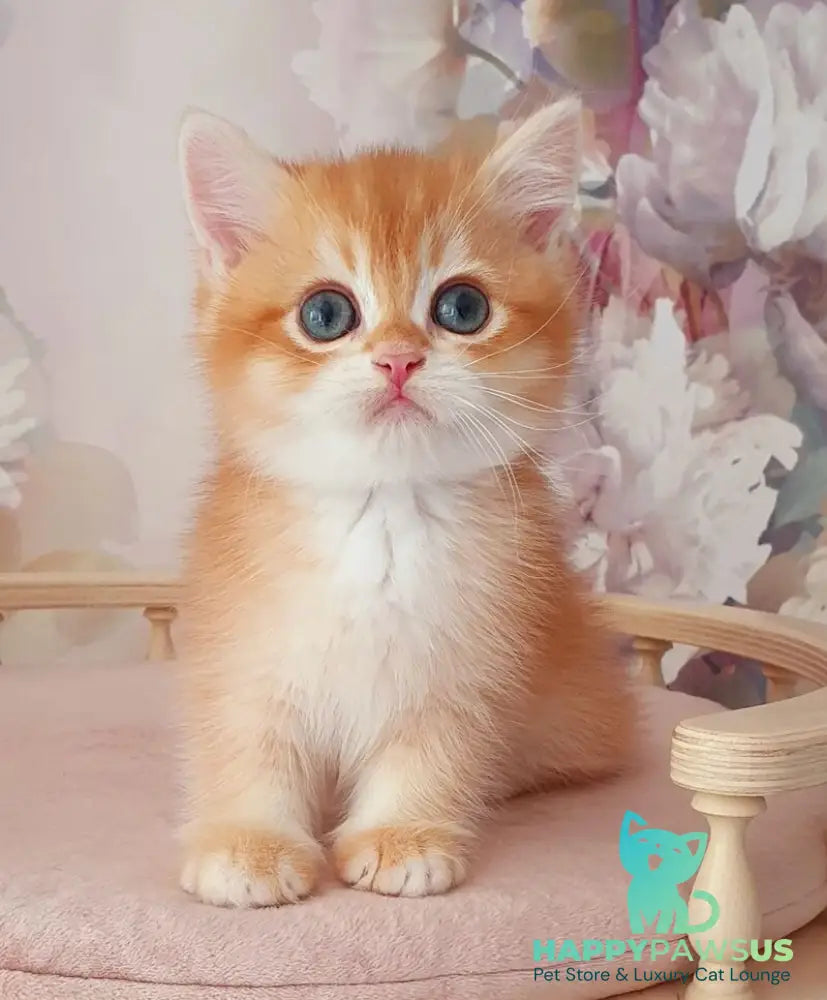 Mango British Shorthair male chocolate golden chinchilla - live animals