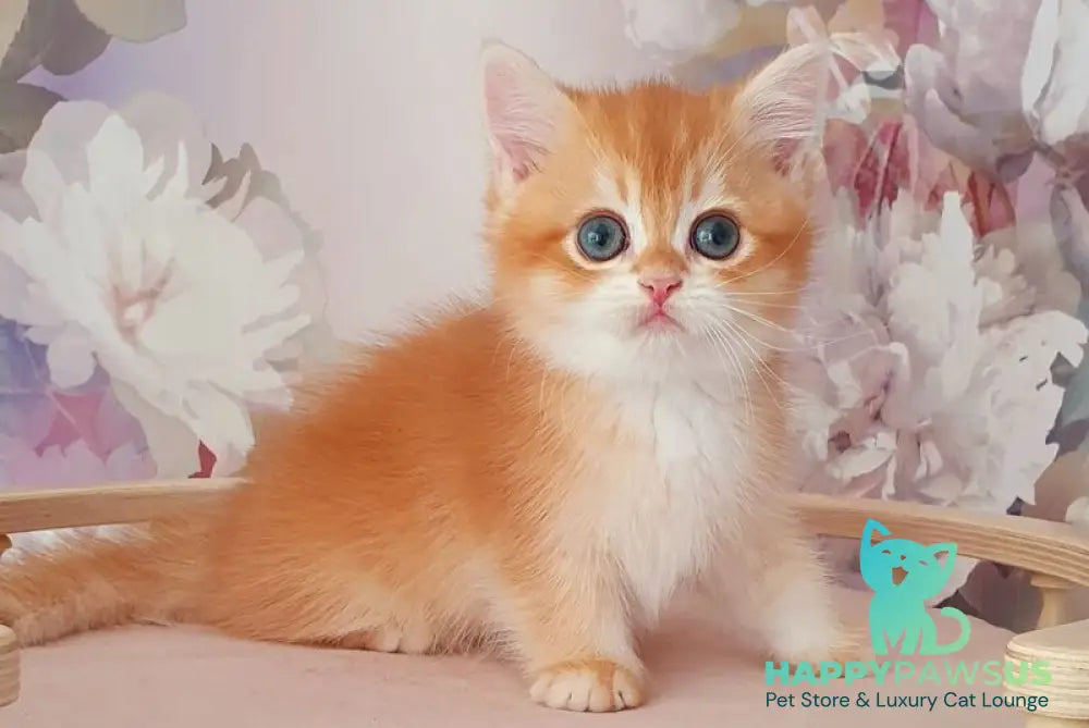 Mango British Shorthair male chocolate golden chinchilla - live animals