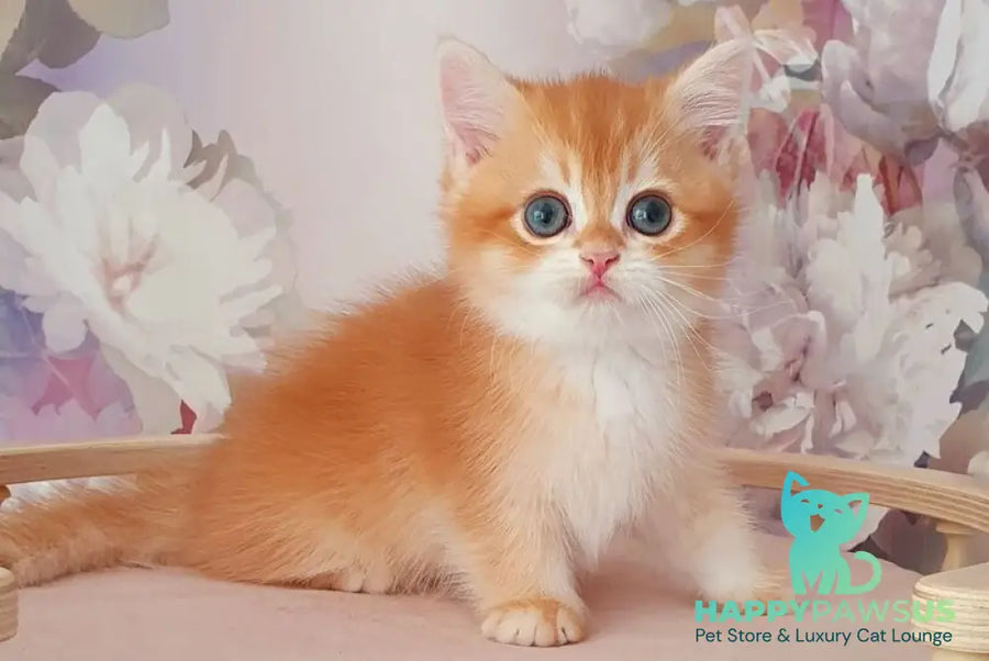 Mango British Shorthair male chocolate golden chinchilla - live animals