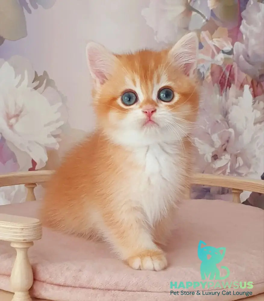Mango British Shorthair male chocolate golden chinchilla - live animals
