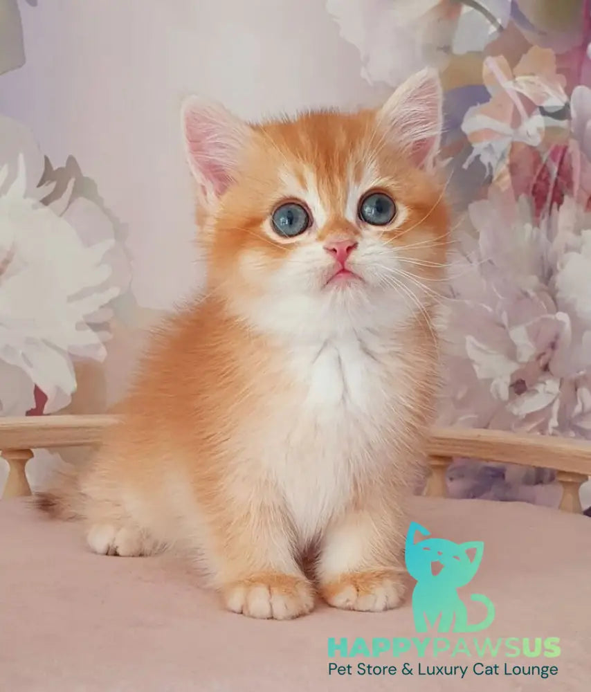 Mango British Shorthair male chocolate golden chinchilla - live animals