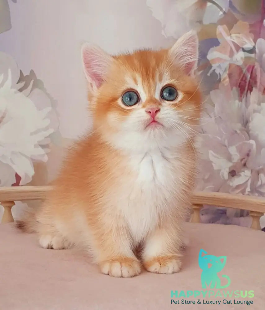 Mango British Shorthair male chocolate golden chinchilla - live animals