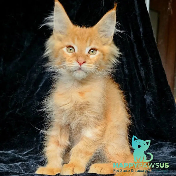 Mango Maine Coon male red - live animals