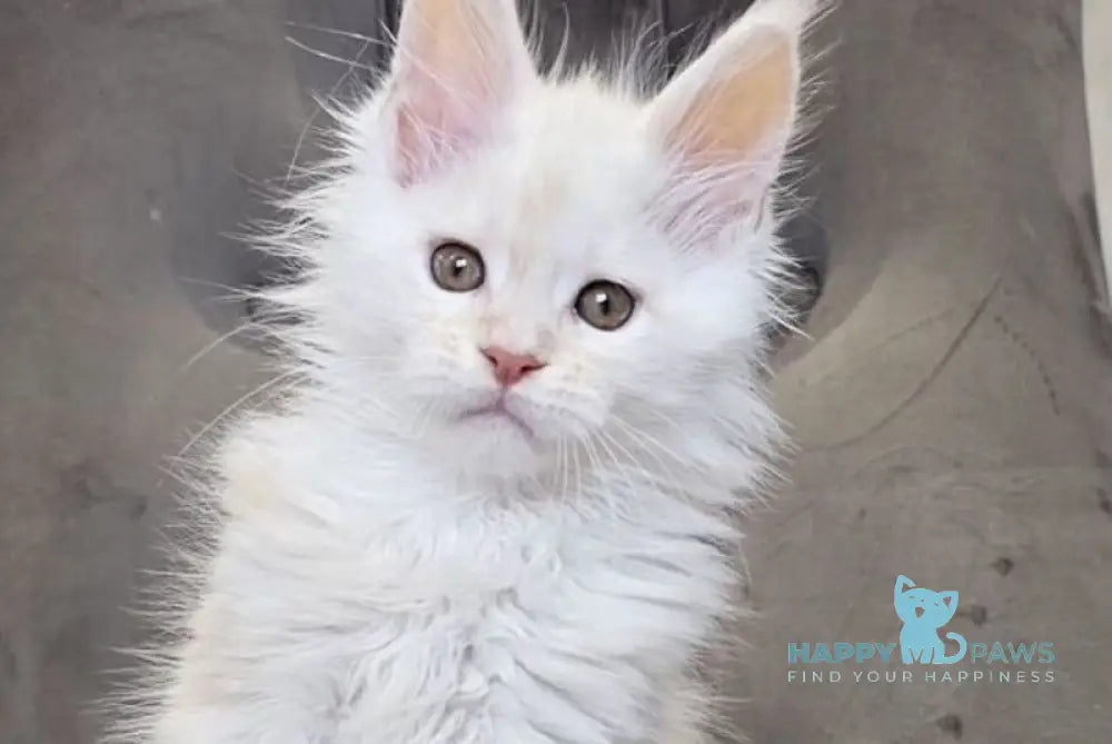 Mango Maine Coon male red silver tabby live animals