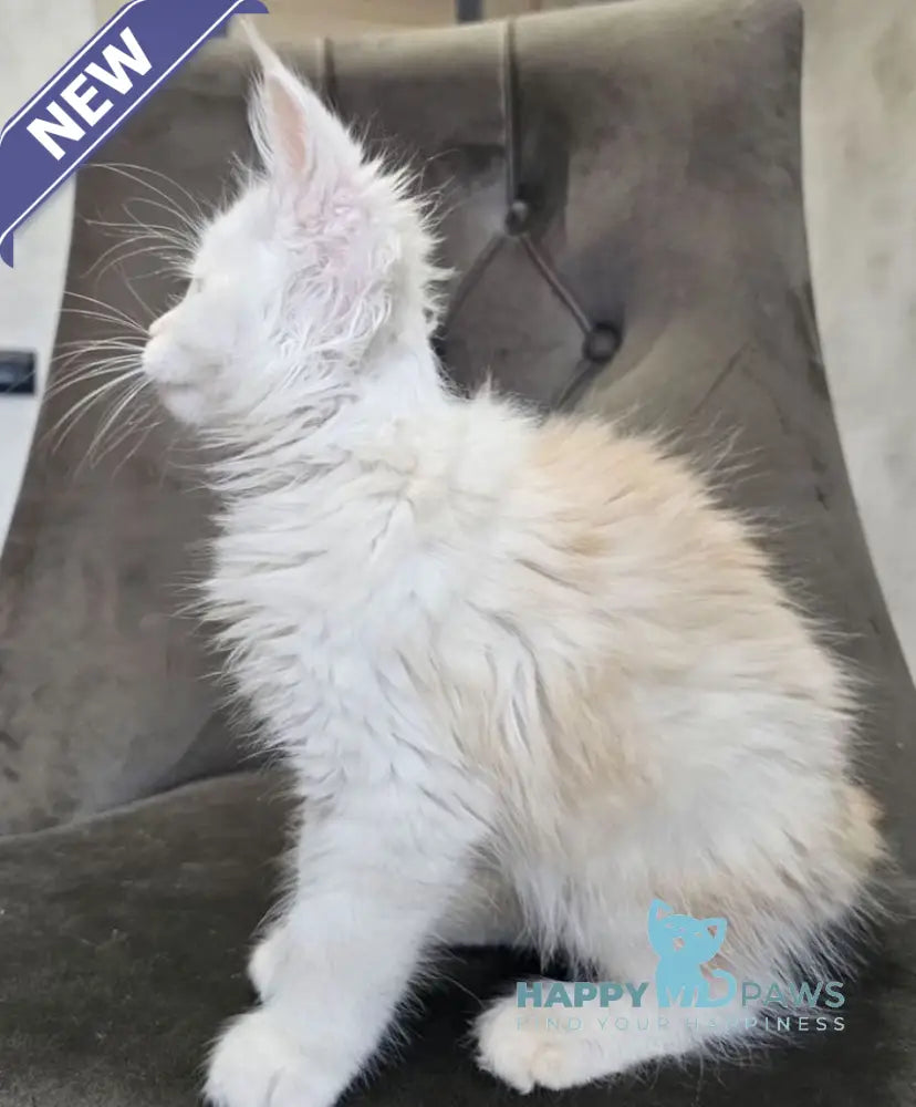 Mango Maine Coon male red silver tabby live animals