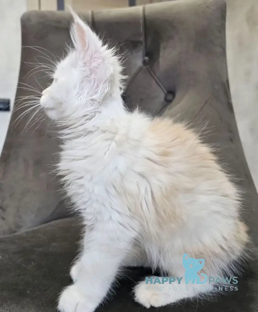 Mango Maine Coon male red silver tabby live animals